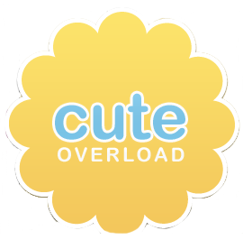 cute
